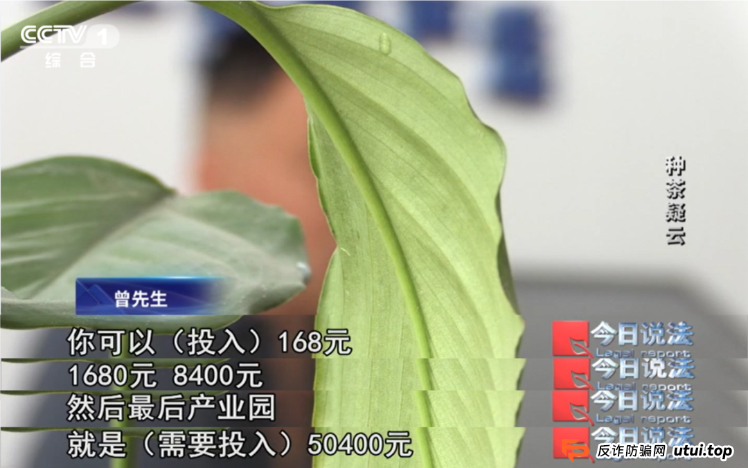7万多名会员参与“云端种茶”，背后竟是精心编织的“致富”假象