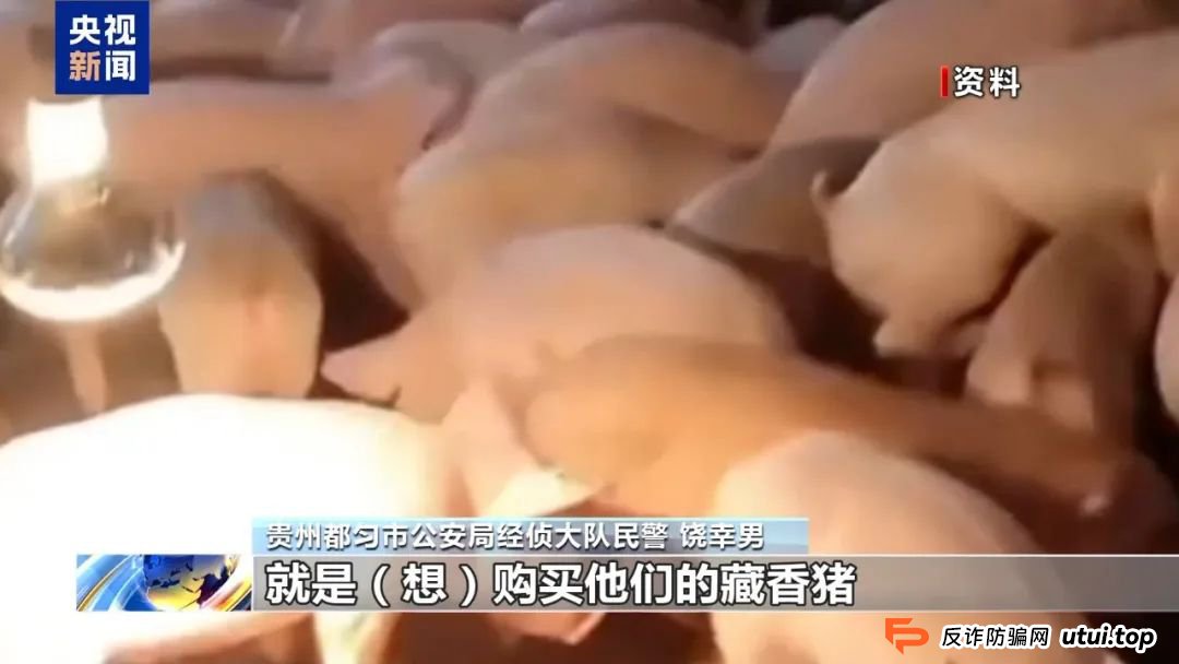 【金融普法】假养猪 真骗局 警惕披着“云养经济”外衣的非法集资